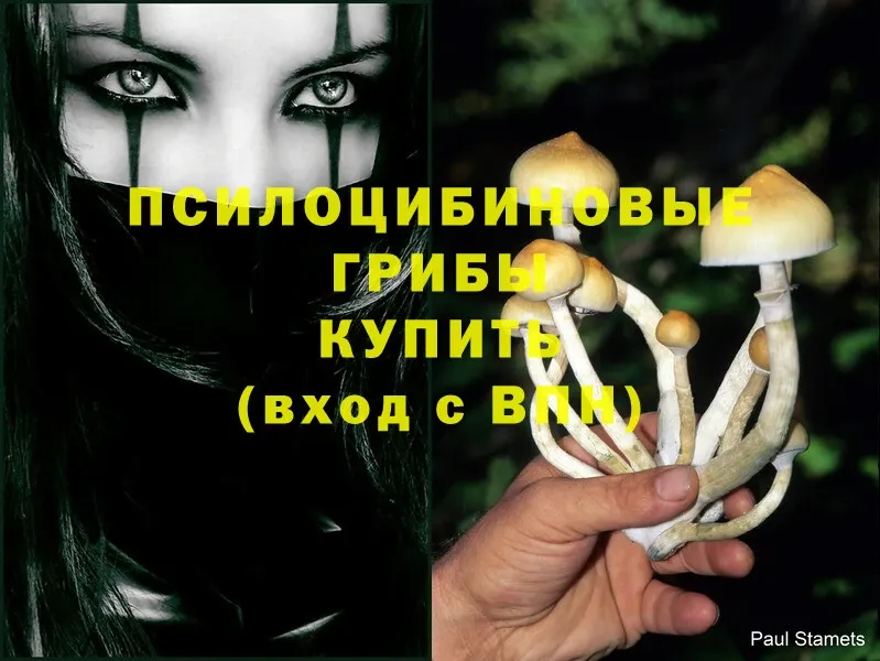 Псилоцибиновые грибы Psilocybine cubensis  закладки  blacksprut как зайти  Володарск 